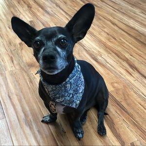 LIBERTY OF LONDON Silk like Dog Pet Bandana S/M
